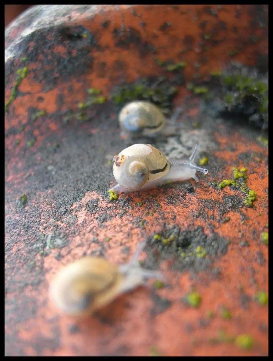 Jeunes escargots sur une tuile